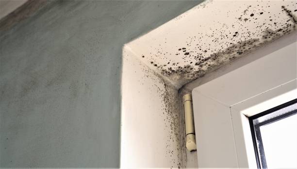 Best Flood Damage  in Richardson, TX