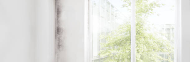 Best Mold Documentation for Insurance Claims  in Richardson, TX
