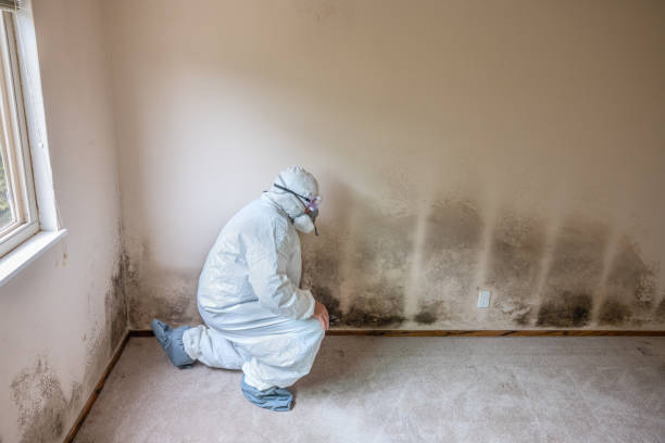 Best Emergency Mold Remediation  in Richardson, TX