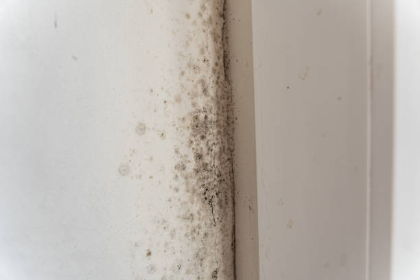 Asbestos and Lead Testing During Mold Inspection in Richardson, TX